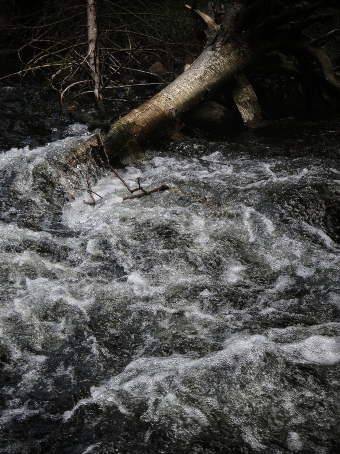 Photograph of a dark, surreal, raging river. Fallen tree in turbulent stream. Naturalistic and pagan inspired.